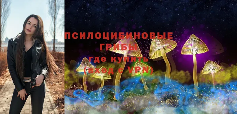 Псилоцибиновые грибы Cubensis  купить закладку  Белоярский 